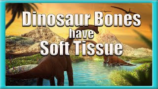 Dinosaur bones have Soft Tissue  iron is not the answer [upl. by Asiole]