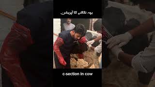 csection cow caesarean section cow cow animalmedicine cowgoat farming animalhealthcare [upl. by Caldera]