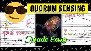 Quorum sensing  in gram ve amp gram ve bacteria 😎😎 [upl. by Moorish]