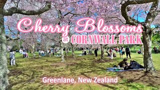 Cherry Blossoms at Cornwall Park  Greenlane New Zealand [upl. by Enyawad679]