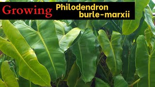 How to Grow Philodendron burlemarx [upl. by Lingwood]