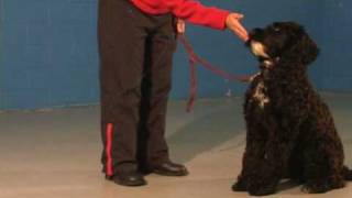 Honden training commandos gedemonstreerd 1 [upl. by Eeresid]