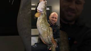 Massive Burbot Caught Ice Fishing [upl. by Zanahs]