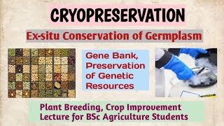 Cryopreservation exsitu conservation of Germplasm gene bank Conservation of genetic resources [upl. by Jo-Anne]