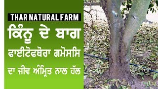 Treatment of Phytophthora Gummosis Disease with Jeev Amrit in Kinnow Plants [upl. by Mirella]