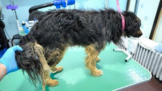 Grooming A Dog With A Matted Tail [upl. by Lewie]