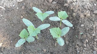 खीरा कैसे लगाए। हाइब्रिड खीरे की खेती कब और कैसे करें।khira ki khetihybrids cucumber farming [upl. by Ilujna]