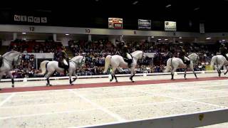 The World Famous Lipizzaner Stallions [upl. by Dyun]