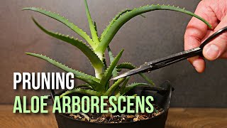 First time trimming Aloe arborescens plant [upl. by Lerred]