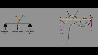 MSDNB  Hip Joint Biomechanics 2 [upl. by Ecadnac]