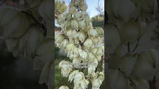 Yucca [upl. by Patrizia]