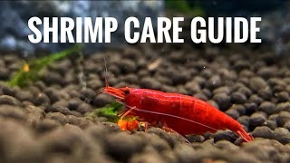 SHRIMP TANK SETUP  CARE GUIDE  CHENNAI AQUARIUM [upl. by Hugh498]