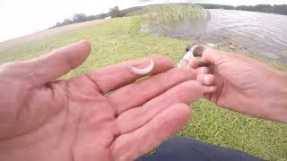 Autumn Bass Fishing Tip Westerly Wind Penrith Lakes [upl. by Michella573]