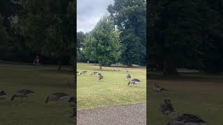 Hydepark London view views youtubevideo nature [upl. by Missak]