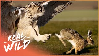 The Owl Master Of The Hunt Nature Documentary  Natural Kingdom  Real Wild [upl. by Theurich]