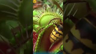 wasp playing with flytrap 🐝🐝 [upl. by Thaine55]