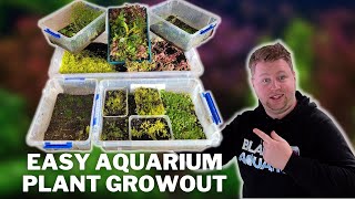 Save Your Aquatic Plant Trimmings Grow Them Emersed Easy Aquatic Plant Growout System [upl. by Acnoib642]