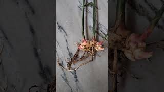 Ginger plant with rhizome [upl. by Tyree322]