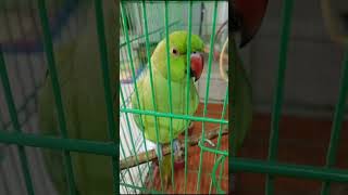 Mithu 🦜 Sity Marny Ka style cute 🥰 ❤️ [upl. by Nnazil]