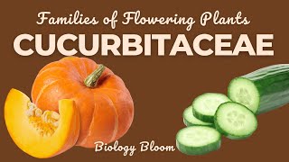 Cucurbitaceae Family Gourd or Sponge Family  Characteristics Economic Importance  Biology Bloom [upl. by Milda]