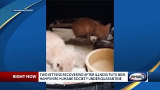 Two kittens recovering after testing positive for panleukopenia [upl. by Milli]