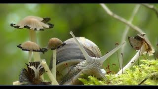 Escargots de bourgogne Superbe vidéo [upl. by Jamal]