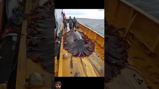 whale ocean fishing fish nature oceanmysteries 😱😱 [upl. by Hen]