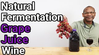 Natural Ferment Grape Juice Wine with Tasting [upl. by Bonney]