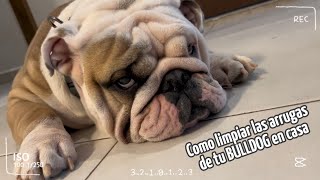 Como limpiar las arrugas de tu BULLDOG [upl. by Snashall]