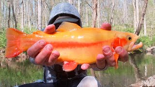 Pa Trout Fishing 2024 The PALOMINO TROUT [upl. by Ahswat364]