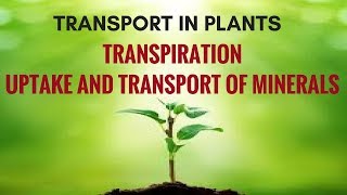 Transport in Plants  Transpiration Uptake and Transport of Minerals [upl. by Shelden]