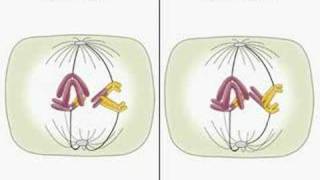 Translocation and meiosis [upl. by Ummersen]