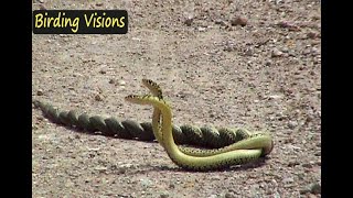 Combat in Whip snakes  Tolfa Hills Italy [upl. by Enram984]