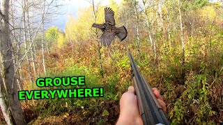 EPIC Woodcock and GROUSE HUNTING with a Pointer LIMITED OUT [upl. by Afas739]