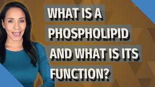 What is a phospholipid and what is its function [upl. by Akerley]