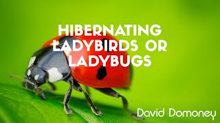 Hibernating LadybirdsLadybugs [upl. by Halbeib]