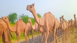 Camels walking in line from jungle to home for food and water [upl. by Dachi]