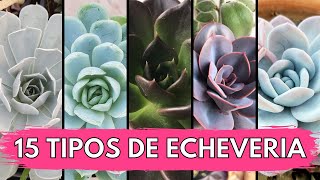 15 Tipos de ECHEVERIA 💜 [upl. by Ball96]