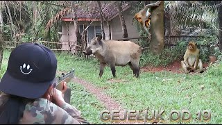 BERBURU DAN 3 EKOR BABI BESAR RATUSAN MONYET PENGHUNI KEBUN KOPI gejeluk od 19 poin lagi [upl. by Thomajan398]