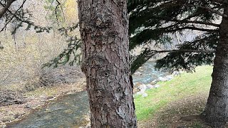 59 seconds beside Deadwood Creek [upl. by Litch]