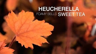 Heucherella Sweet Tea at Park Seed [upl. by Woehick]