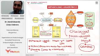 Carbohidratos  Metabolismo anaeróbico [upl. by Asilehs172]