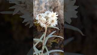 Threenerved pearly everlasting flower Camera Action TO BE CONTINUED [upl. by Akired]