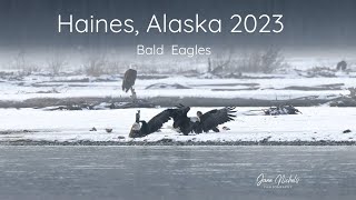 Haines Alaska Bald Eagles 2023 [upl. by Lust268]