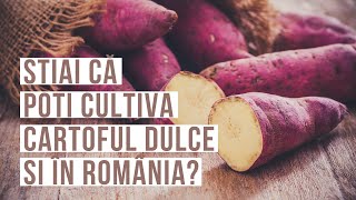 Cultivarea CARTOFULUI DULCE este posibilă și in țara noastră  Totul despre CARTOFUL DULCE [upl. by Alyakim955]