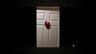 Elmo comes to the door [upl. by Booth]