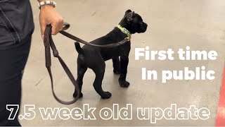 CANE CORSO puppies FIRST TIME in public place canecorso dogtraining dog [upl. by Haidabez379]