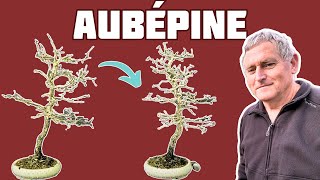 Aubépine en Bonsaï 🌱 NEJIKAN BONSAI 🌱 [upl. by Esidarap]