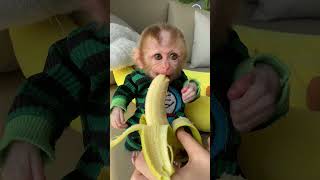 baby monkey loves her banana monkey cute babymonkey animals [upl. by Odnolor]