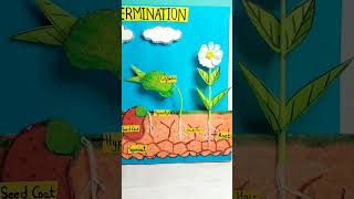 Seed Germination Model shorts viralvideo youtubeshorts scienceproject ytshortsindia [upl. by Eneroc]